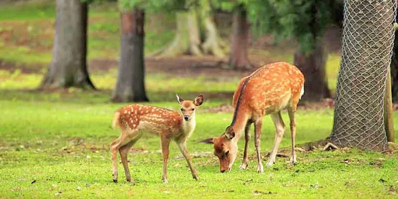 Guindy National Park