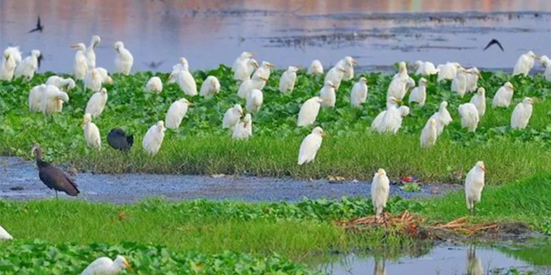 Pallikaranai Marsh