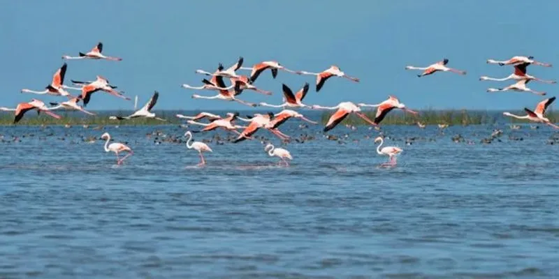 Top Bird Watching Spots in Chennai for Enthusiasts