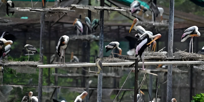 Arignar Anna Zoological Park birds