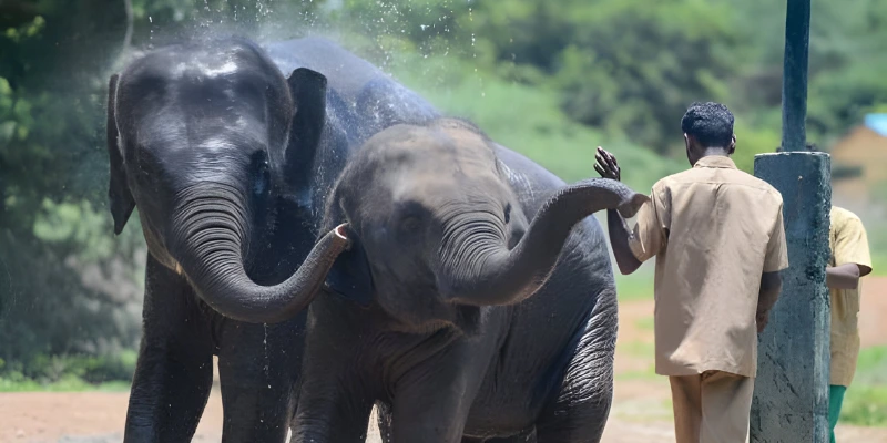 Arignar Anna Zoological Park elephant bathing