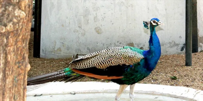 Do’s in the Guindy National Park