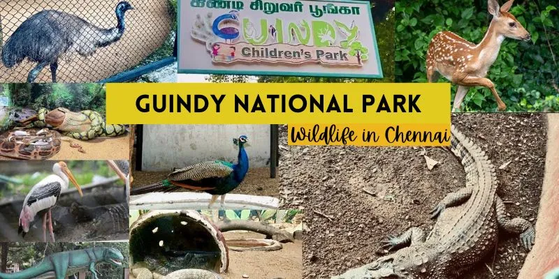 Guindy National Park: A Hidden Gem of Wildlife in Chennai