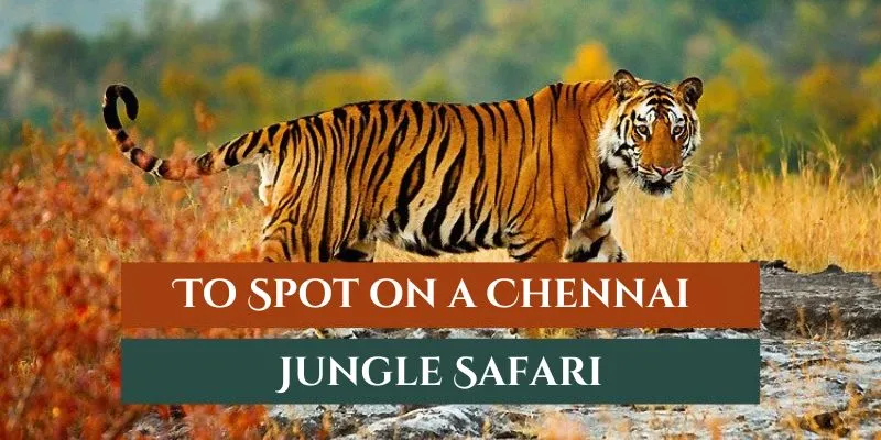 Wildlife Species To Spot on a Chennai Jungle Safari